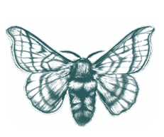 Decorative moth